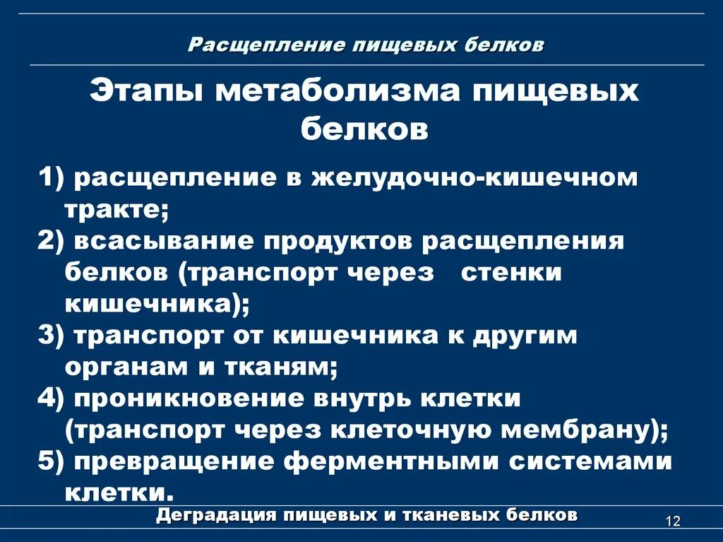 Расщепление белков до полипептидов. Продукты расщепления белков. Этапы расщепления белка. Стадии расщепления белков. Расщепление белков наглядно.