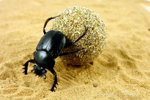 Священный жук скарабей - описание и фото