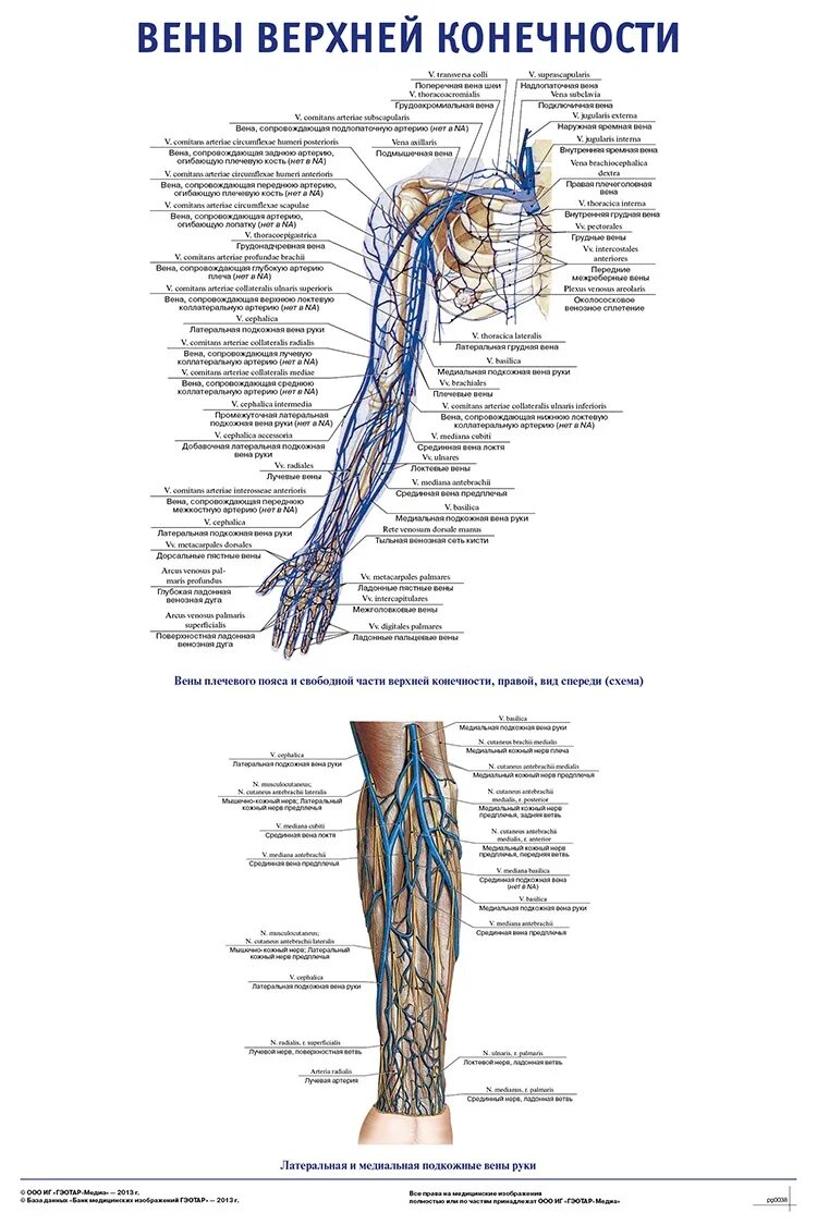 Периферическая вена где. Вены верхней конечности анатомия схема. Верхняя конечность Вена анатомия. Поверхностные вены верхней конечности. Подкожные вены верхней конечности анатомия.