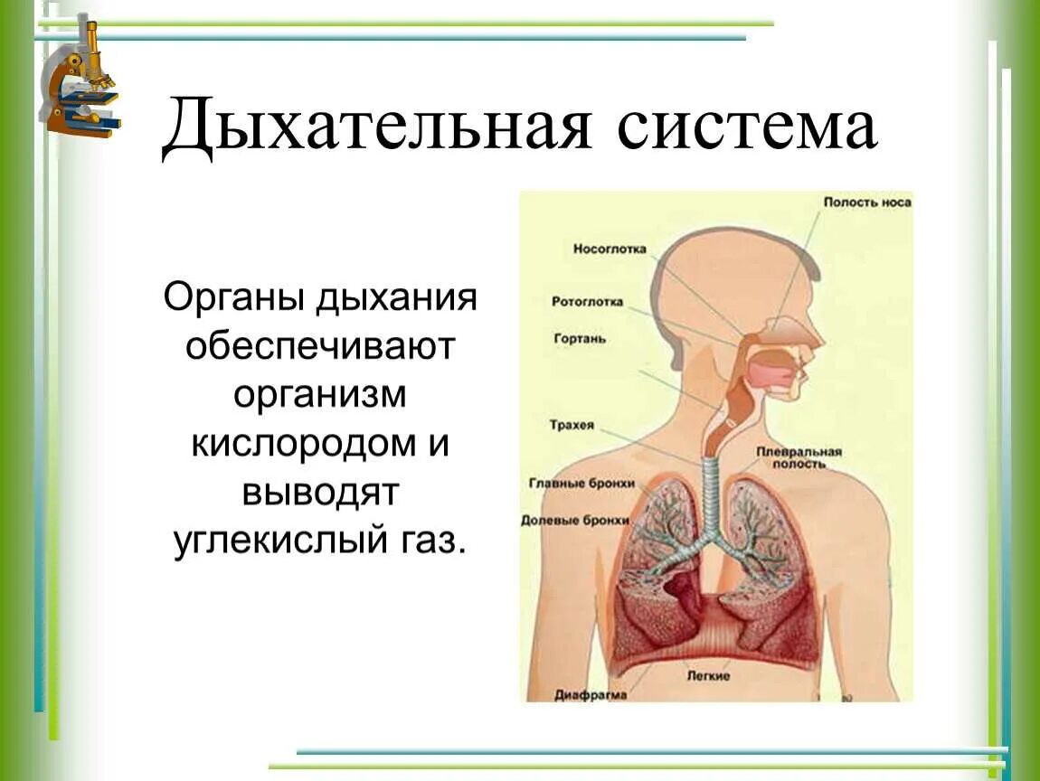 Роль дыхательной системы 3 класс. Дыхательная система органов дыхания 3 класс. Система органов дыхания человека 3 класс. Органы дыхательной системы человека 3 класс окружающий мир. Из каких органов состоит дыхательная система 3 класс окружающий мир.