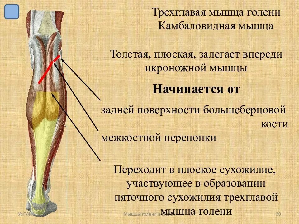 Икроножная мышца какая ткань. Камбаловидная мышца большеберцовой кости. Трехглавая мышца нижней конечности. Камбаловидная мышца бедра функции. Мышцы голени Трёхглавая икроножная и комболовидная.