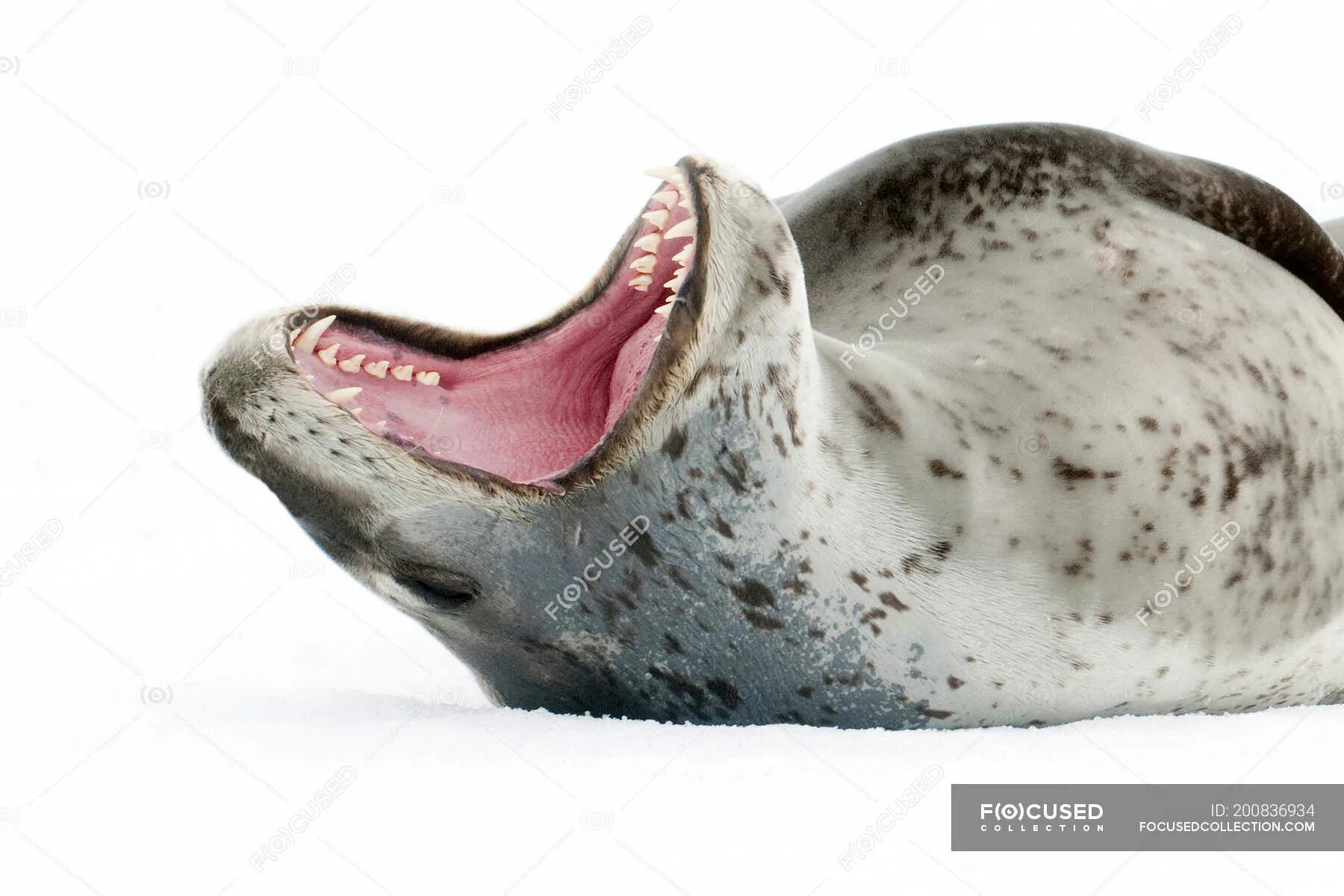 Зубы тюленя. Кирсти Браун морской леопард. Тюлень-крабоед.