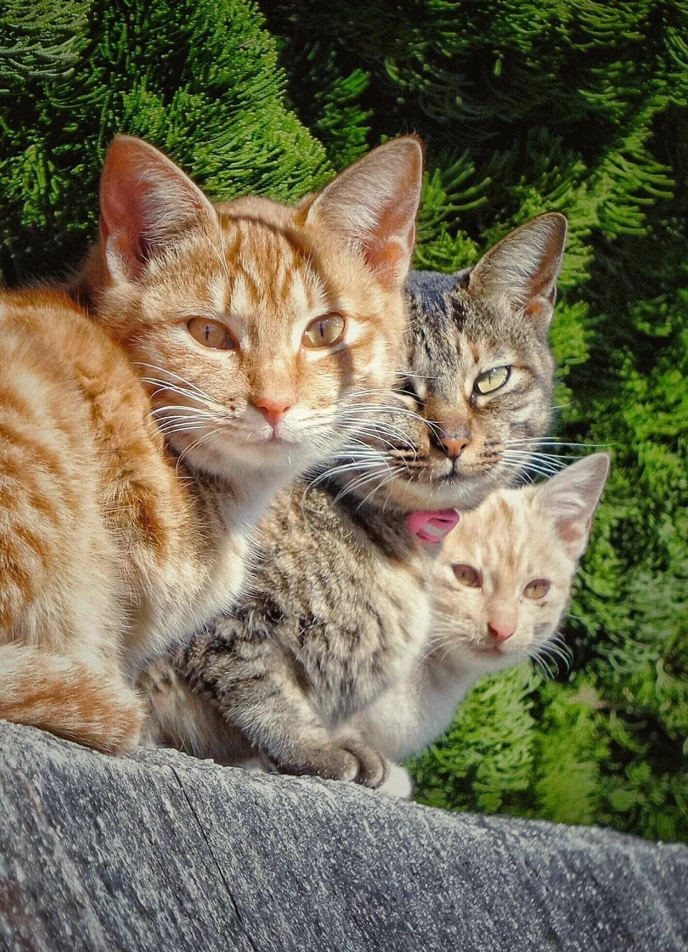 Кот и котенок картинки. Три кошки. кошка с котятами. семья кошек. две красивые кошки.