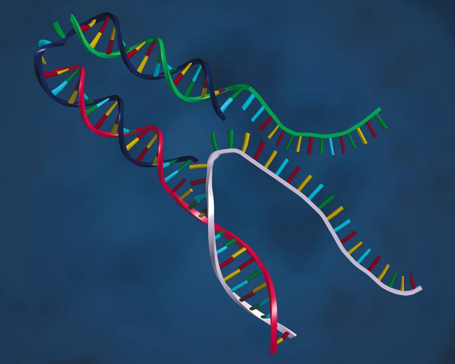 Днк 11 03 2024. ДНК биокомпьютер. Спираль ДНК. Модель ДНК. Аппликация ДНК.