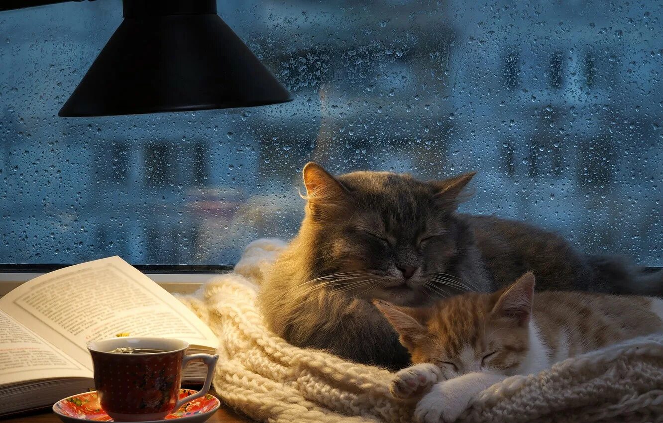Уютный котик. Уютного вечера. Уютные картинки. Уютные домашние кошки.