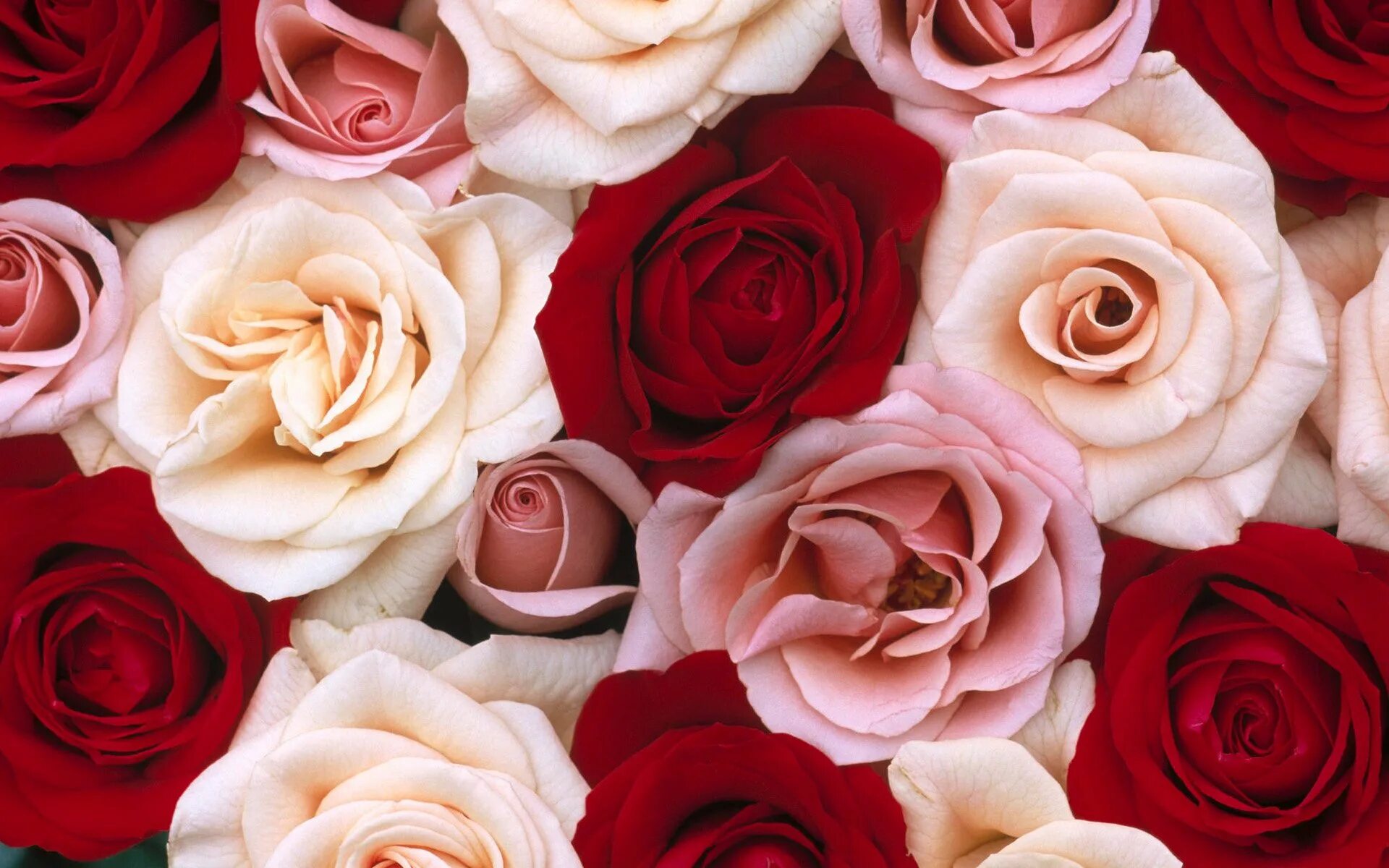 Rose background