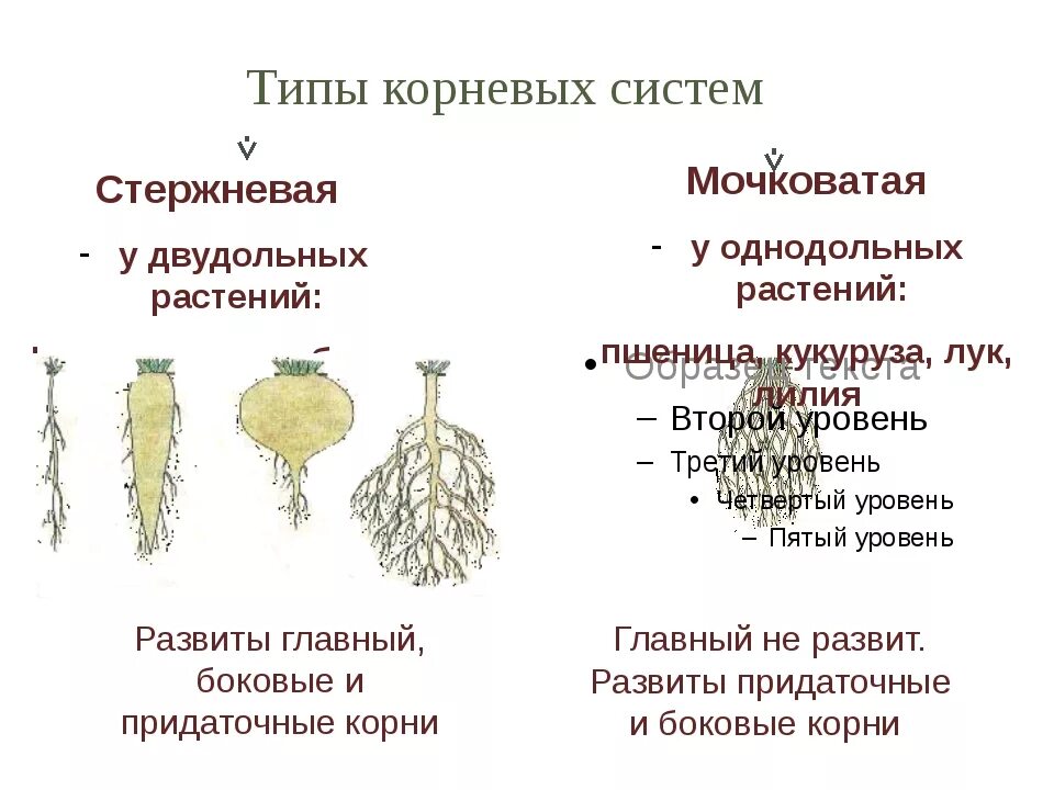 Растения с мочковатой системой. Растения с стержневыми и мочковатыми корнями. Растения с мочковатой и стержневой корневой системой. Стержневая и мочковатая корневая.