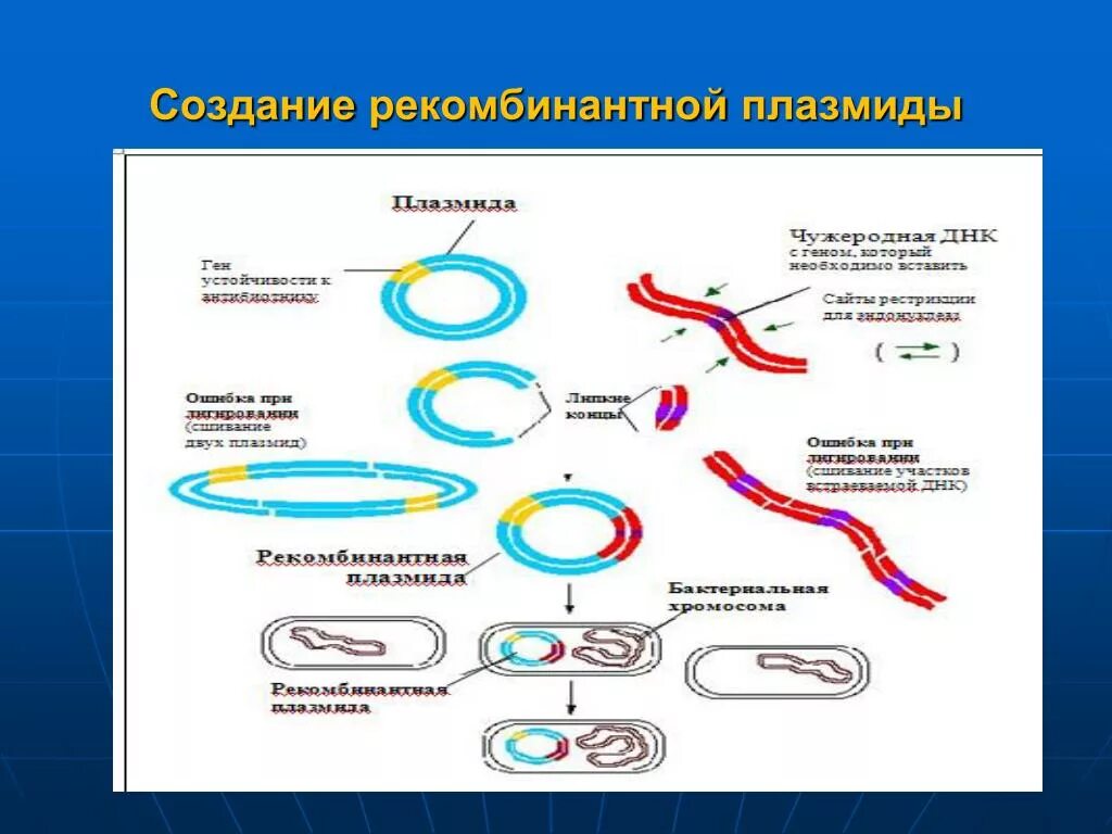 Процесс разрезания молекулы днк с помощью ферментов. Метод рекомбинативных плазмид. Рекомбинантные плазмиды генная инженерия. Метод получения рекомбинантных плазмид. Этапы метода рекомбинантных плазмид.