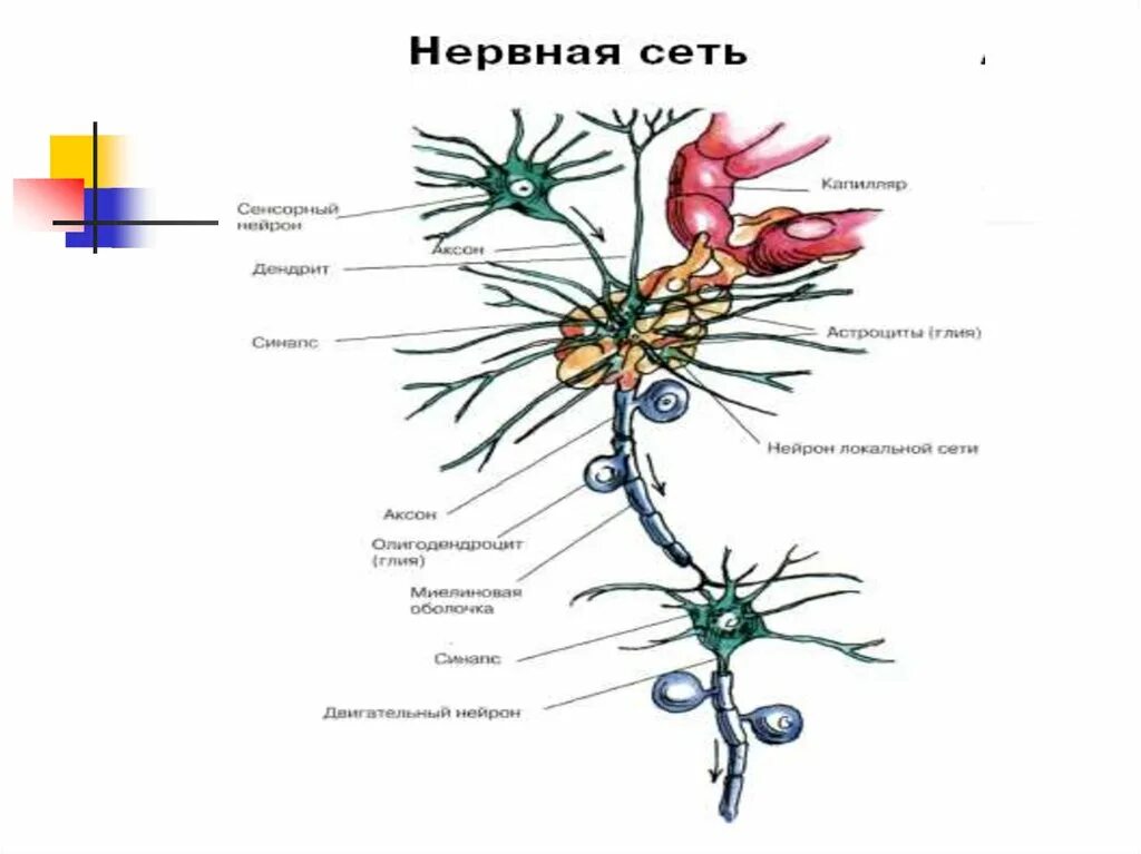 Мозг человека состоит из нейронов. Нервная сеть. Строение нейрона в сети. Строение нервной сети. Типы нервных сетей в ЦНС.