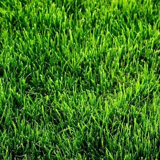 High grass