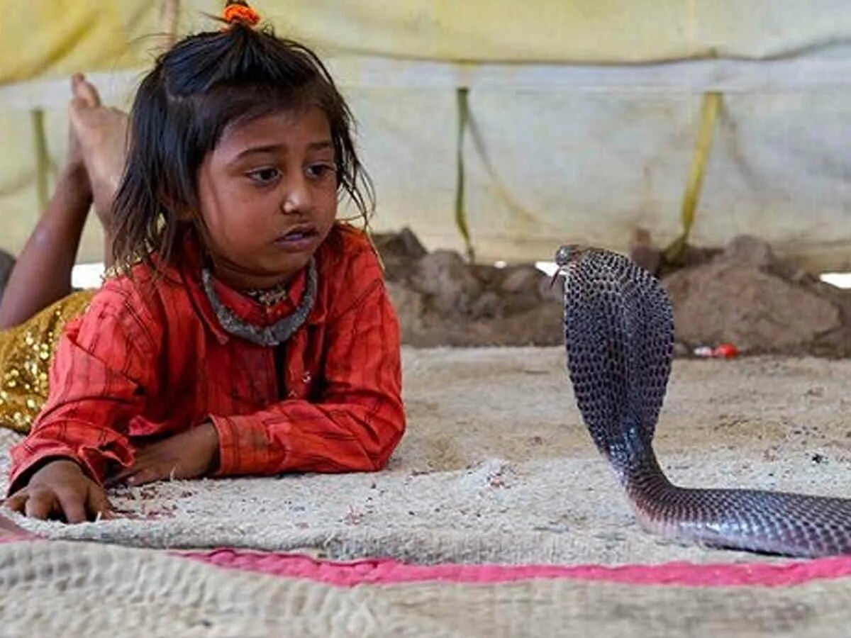 Индийский про змей. Деревня Шетпал в Индии. Индийские заклинатели змей.