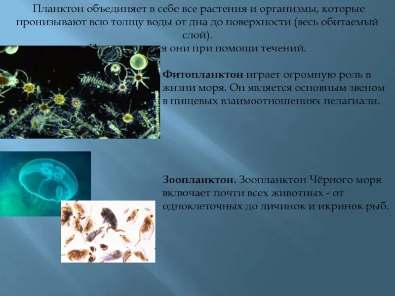 Биомасса фитопланктона в теплых морях больше. Планктон в толще воды. Фитопланктон. Роль планктона в водоемах. Фитопланктон выделяет.