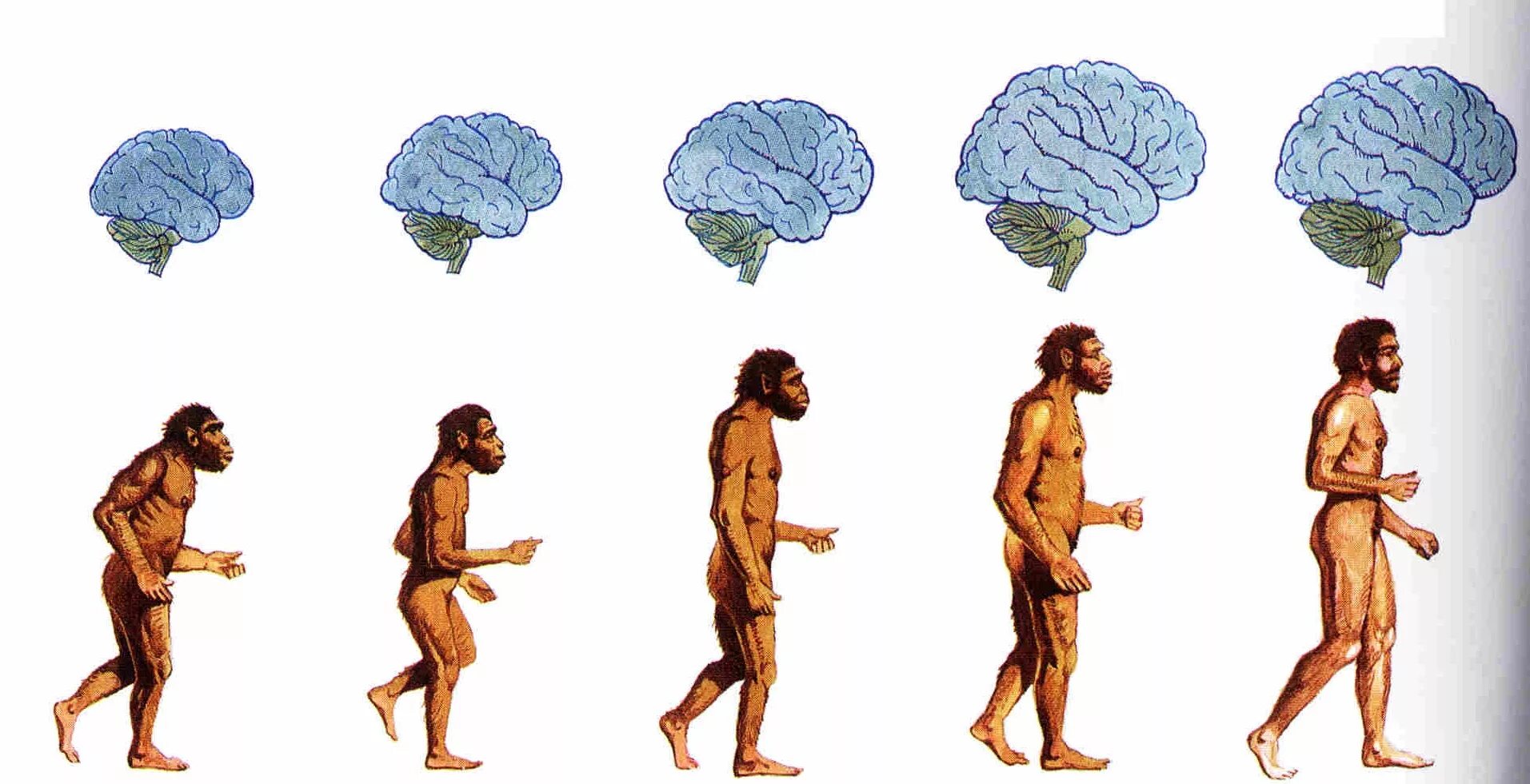 Сколько лет существует человек. Эволюция человека homo sapiens. хомо сапиенс эволюция. эволюция человека хомосапиенс. эволюция человека гомо сапиенс.