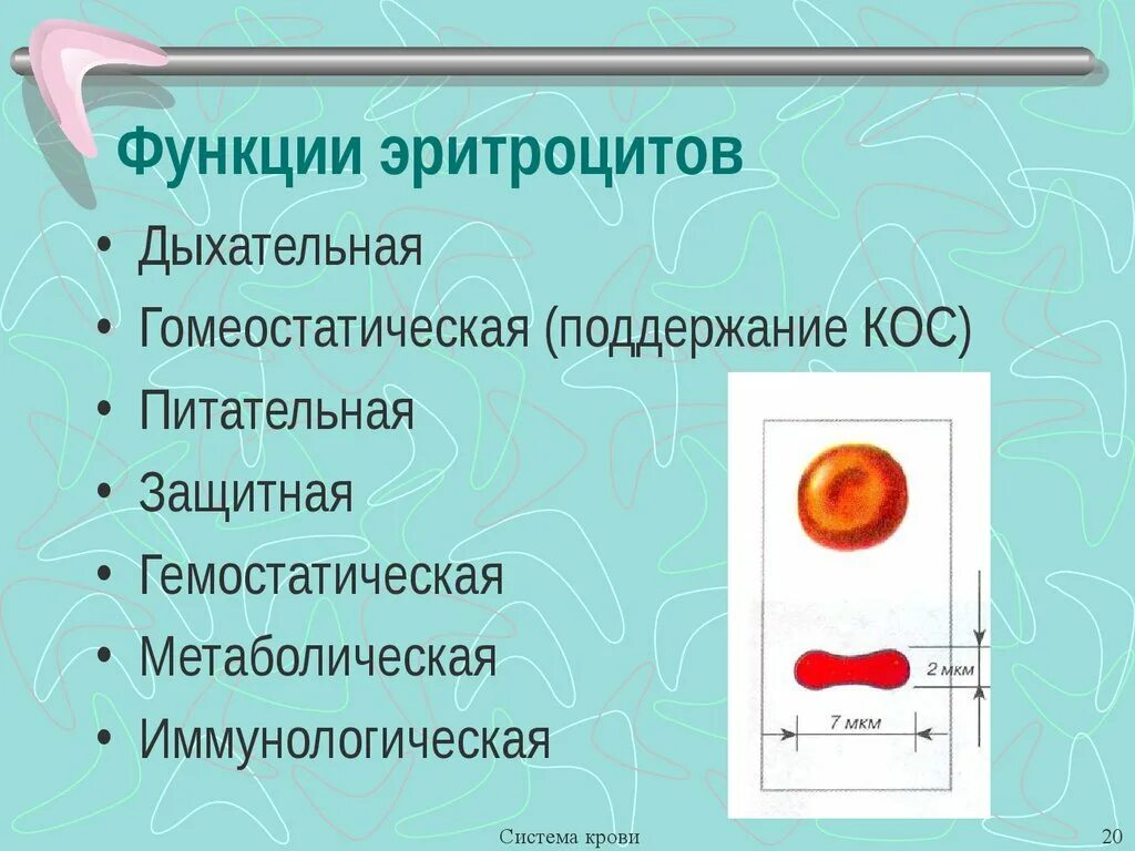 1 функции эритроцитов. Функции эритроцитов. Перечислите основные функции эритроцитов.. Эритроциты и их функции. Основной функцией эритроцитов является.