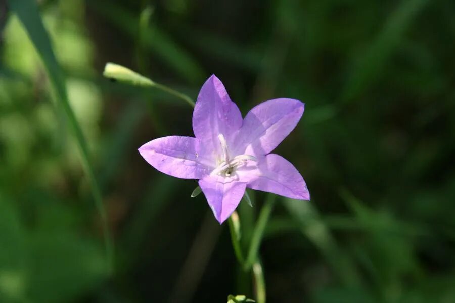 Campanula altaica. Campanula altaica Ledeb.. Колокольчик Алтайский красная книга Московской области. Колокольчик алтайский