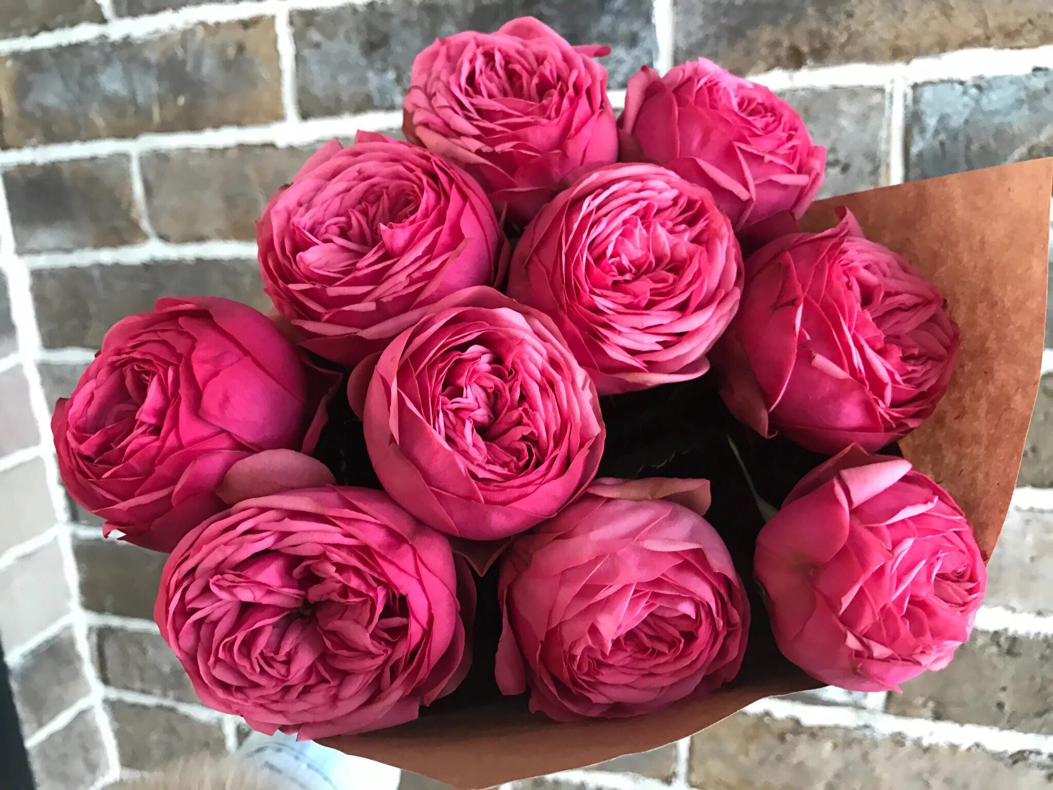 пионовидные розы саженцы