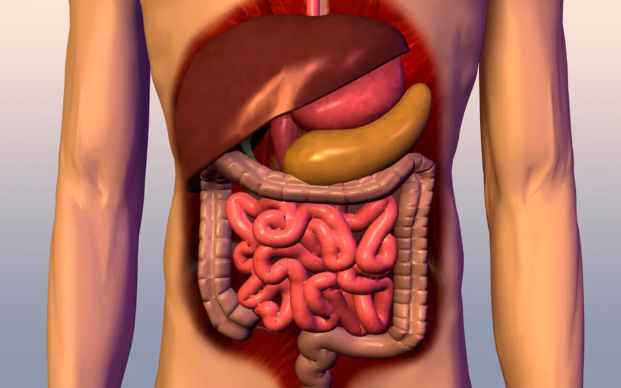 Органы желудок кишечник печень. Анатомия человека поджелудочная. Желудочно кишечный тракт. Расположение кишечника в организме.