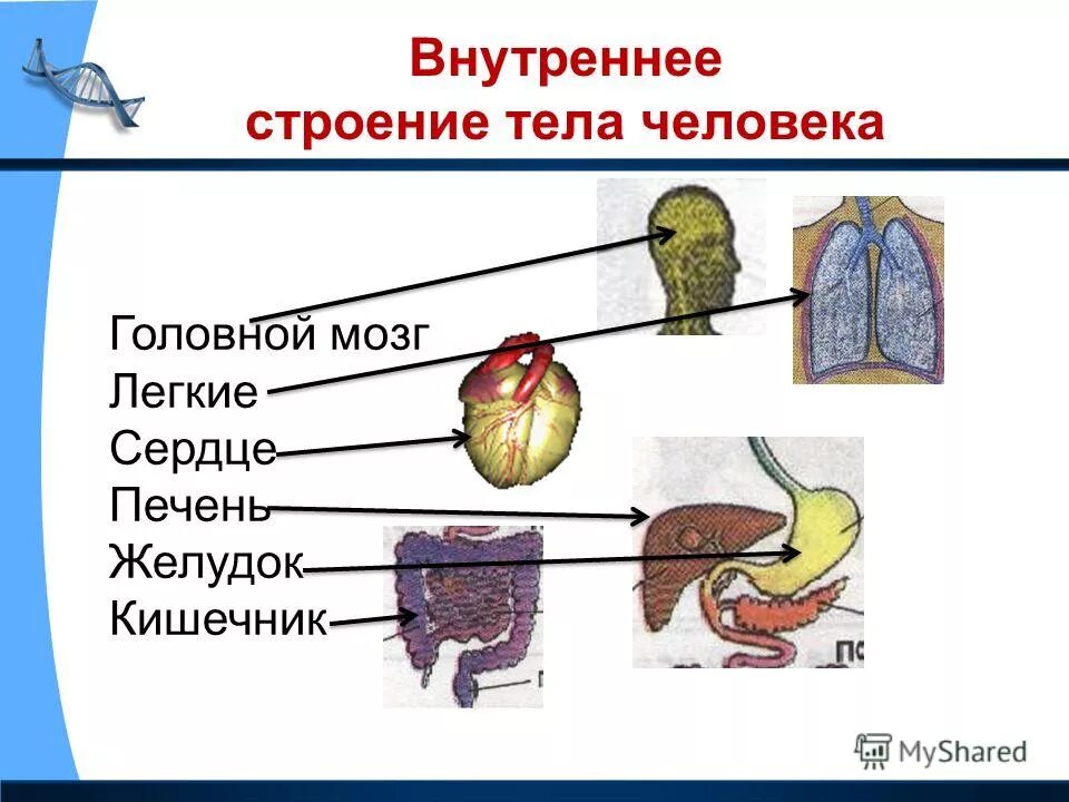 Структура урока по обновлённым фгос в основной школе. Структура урока. Внешнее и внутреннее строение птиц 7 класс биология. Структура современного урока. Внутреннее строение урока.