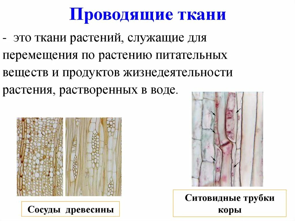 Какую функцию выполняют сосуды у растений 2.2. Сосуды древесины и ситовидные трубки. Проводящие ткани сосуды и ситовидные трубки. Ситовидные трубки и сосуды проводящей ткани. Проводящая ткань сосуды и ситовидные трубки.