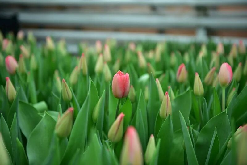Тюльпан россия. Выставка тюльпанов. Тюльпаны пионовидные тюльпаны. Tulip growing. Как выбрать тюльпаны.
