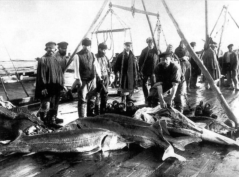 Промыслы на реке. Астрахань рыбный промысел 19 век.