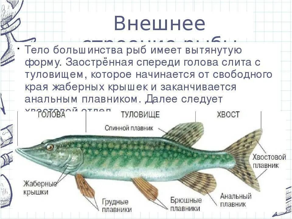 Внешнее строение рыбы биология. Внешнее строение рыбы особенности строения. Внешнее строение щуки. Отделы тела щуки. Какую окраску имеют рыбы