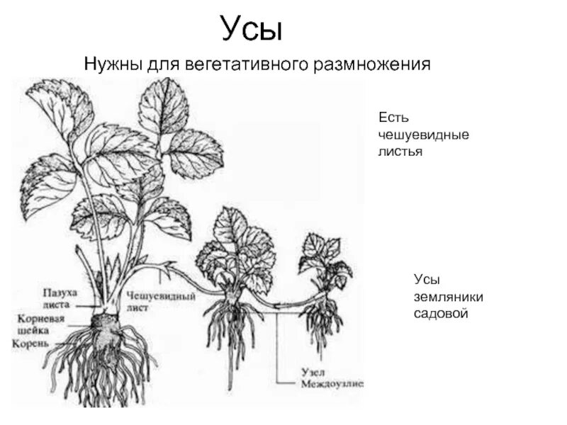 Земляника тип видоизменения стебля