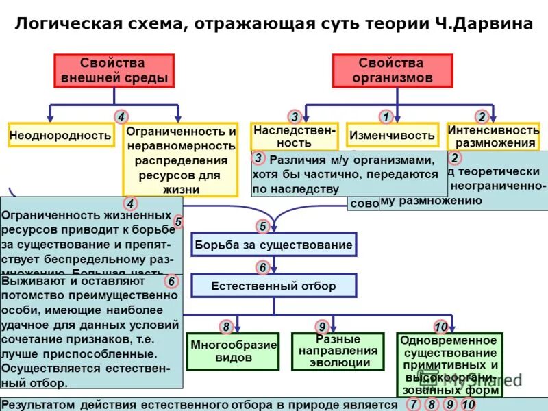 Механизм эволюционной теории Дарвина. Эволюционная теория ч Дарвина 11 класс схема. Теория эволюции Дарвина схема. Основные положения теории Дарвина об эволюции 11 класс.