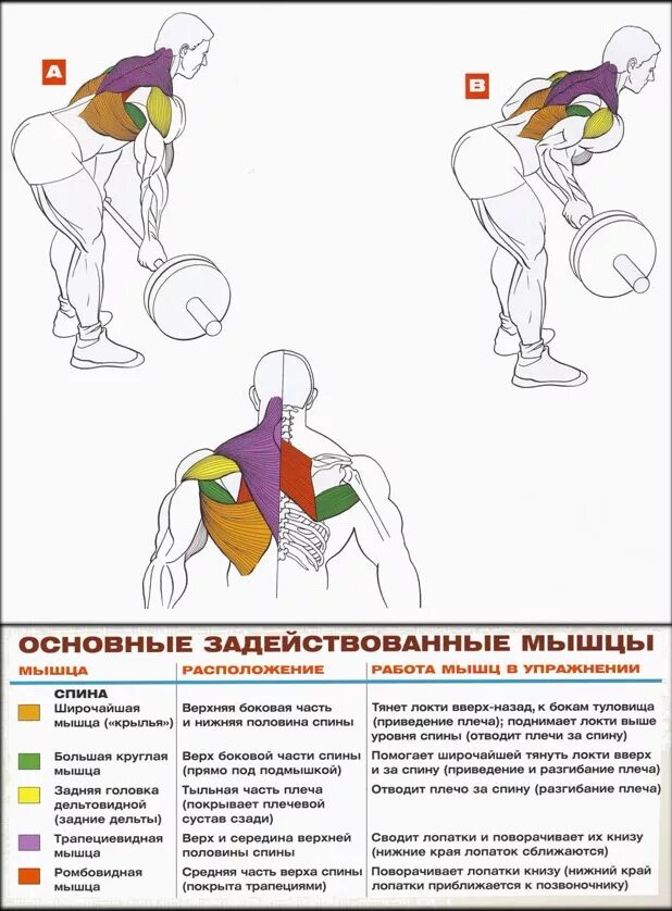 Упражнения для накачки трапециевидных мышц спины. Прокачка широчайшей мышцы спины гантелями. Упражнения для прокачки широчайших мышц спины штангой. Прокачка крыльев штангой.