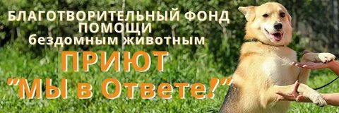 Животные глазов