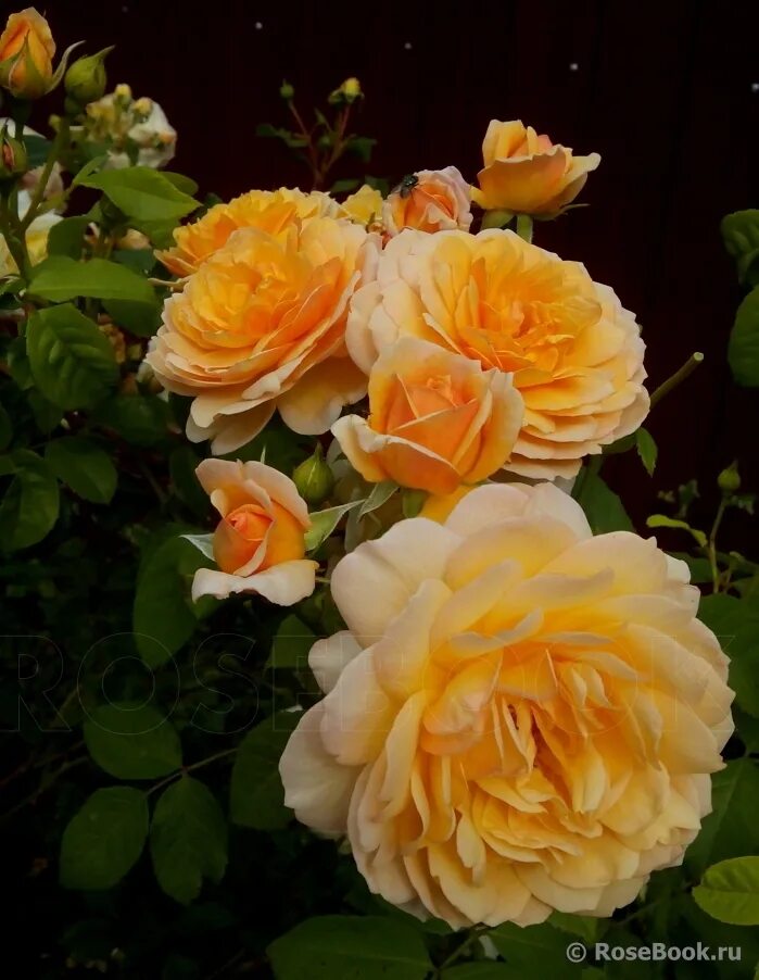 Галерея - Goldelse (Barley Gold, Gold 'n' Fancy, Golden Fancy, Mulbry Rose, Bowl