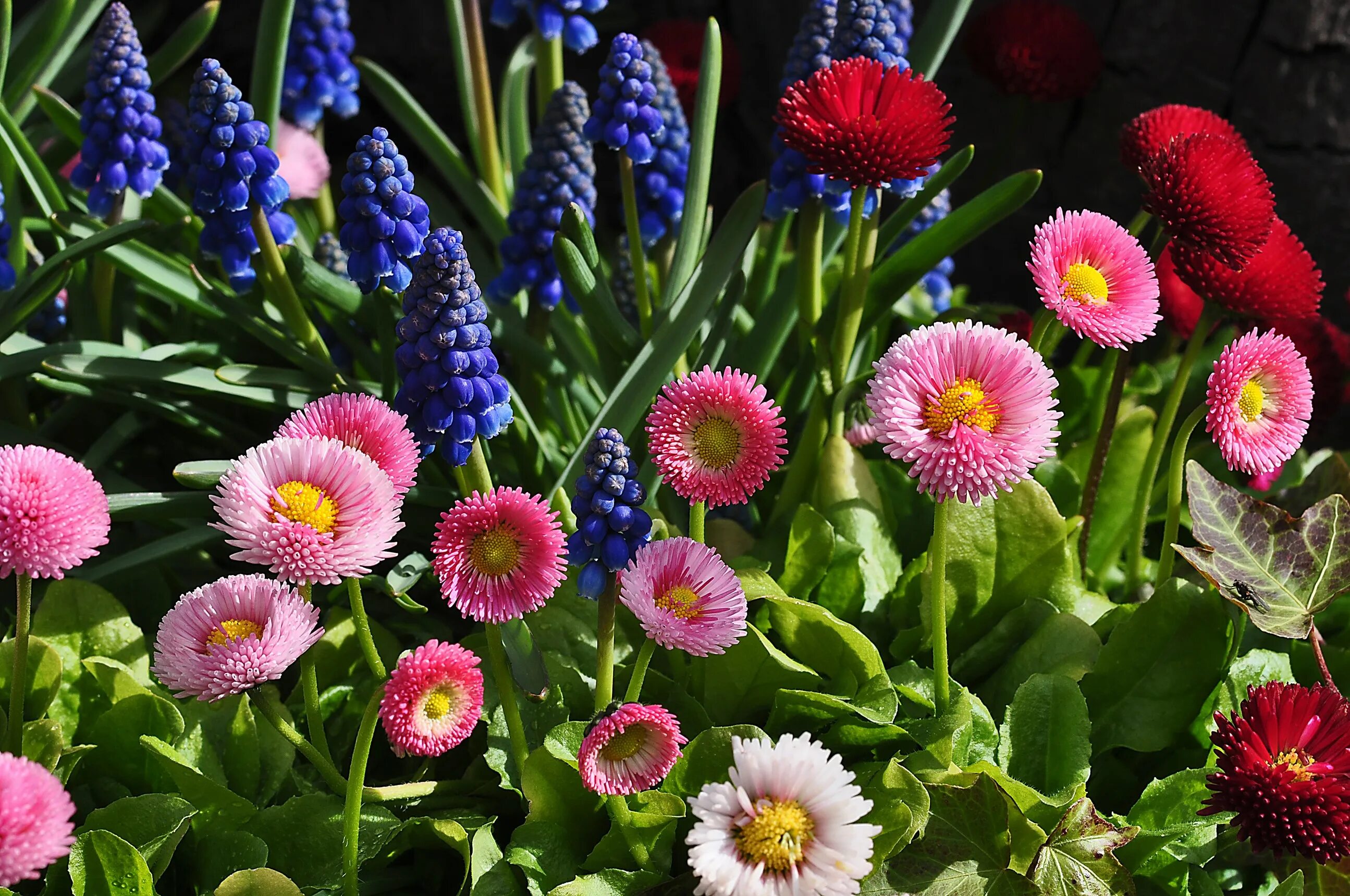 Маргаритка многолетняя bellis perennis. Маргаритка многолетняя bellis perennis. Bellis perennis. Маргаритка помпонная. Bellis perennis.