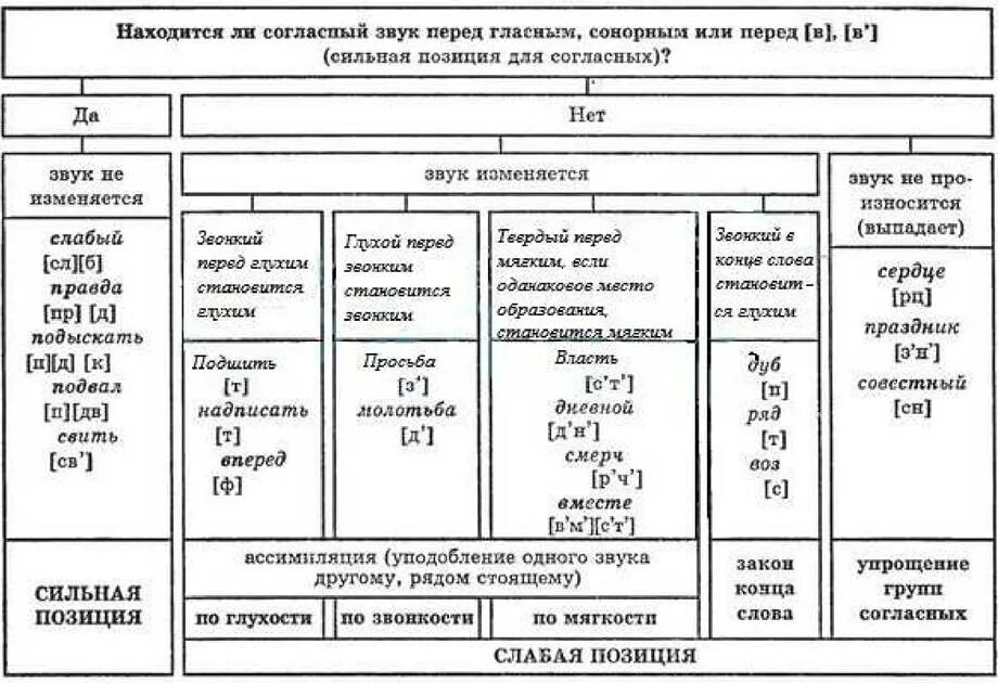 Сильные и слабые гласные. Фонетические процессы таблица. Ассимиляция согласных. Ассимиляция гласных в русском языке. Ассимиляция в фонетике.