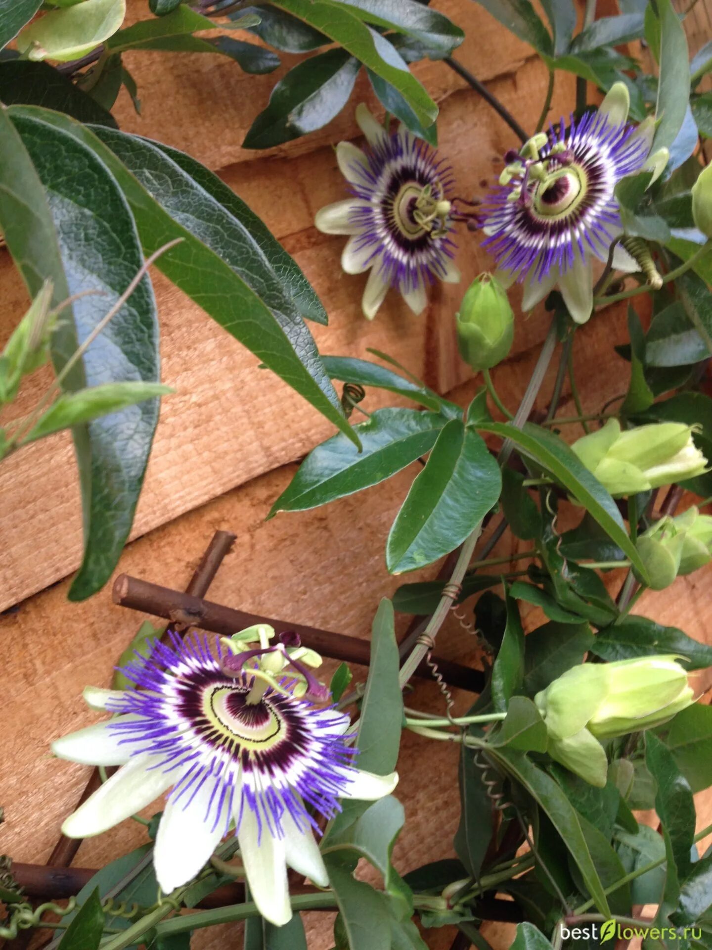 Фрукт страсти - опоссум фиолетовый - Passiflora edulis eBay