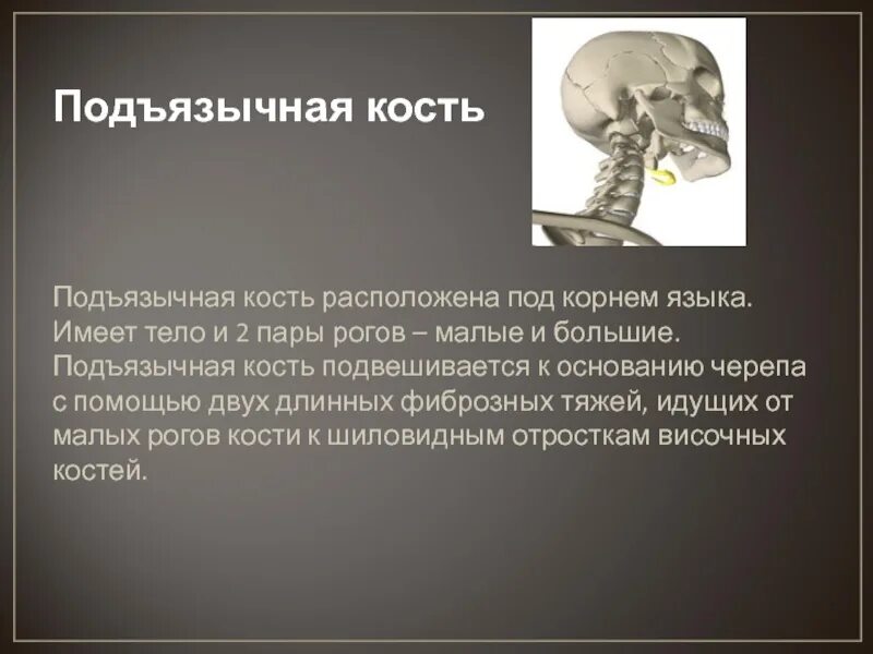 Большие и малые рога на латинском