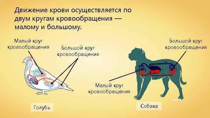 Какая кровь у млекопитающих животных. Малый круг кровообращения у млекопитающих. Схема кровообращения млекопитающих. Кровеносная система млекопитающих круги кровообращения. Движение крови у позвоночных.