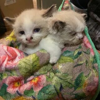 Взяли котенка в 1 месяц