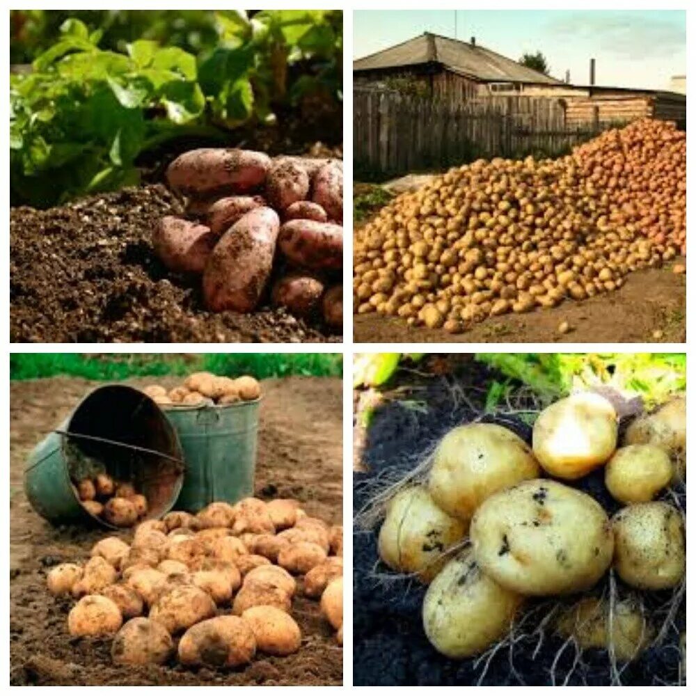 Посадка картофеля сколько на сотку. Посадка картофеля. Урожай картошки. Хороший урожай картофеля. Ранний урожай картофеля.