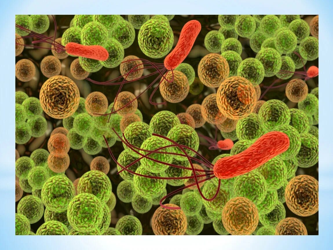 Живых микробов. Бактерия 3д. Живых микробов. Живых микробов. Сальмонеллы бактерицид.