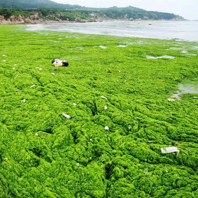 Цветущие водоросли. Желтое море Циндао. Жёлтое море в Китае Циндао. Водоросли желтого моря. Циндао зеленые водоросли.