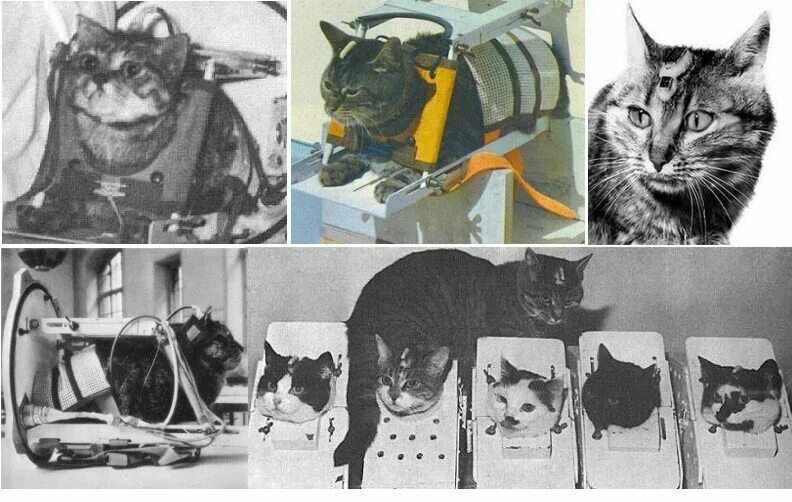 18 Октября 1963 года Франция кошка Фелисетт. Первая кошка в космосе Фелисетт. 1 кошка в космосе