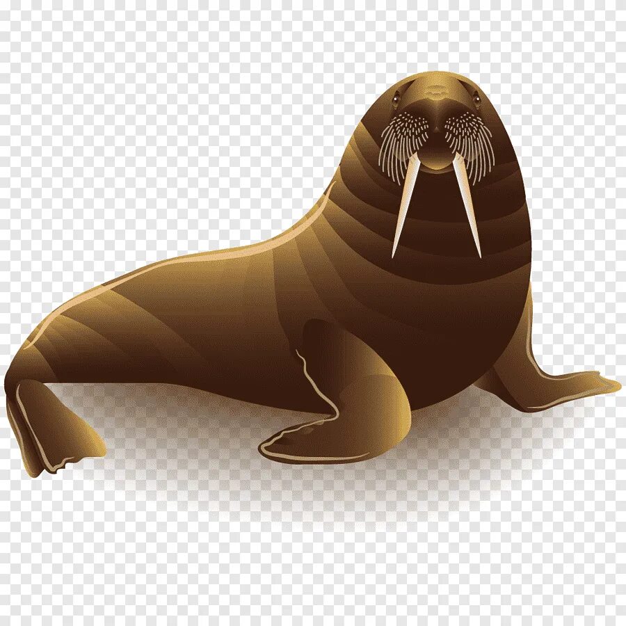 Изображение моржа