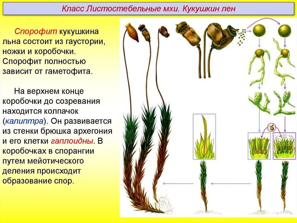 К какому классу относят растение предросток похожая. Кукушкин лен протонема. Споры листостебельных мхов. Из споры мха развивается. Прорастание споры мха.