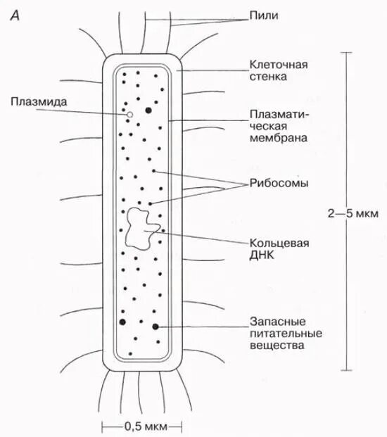 Имеется клеточная стенка из муреина. Муреиновая клеточная стенка. клеточная стенка из муреина. мезосома это микробиология. мезосомы у растений.