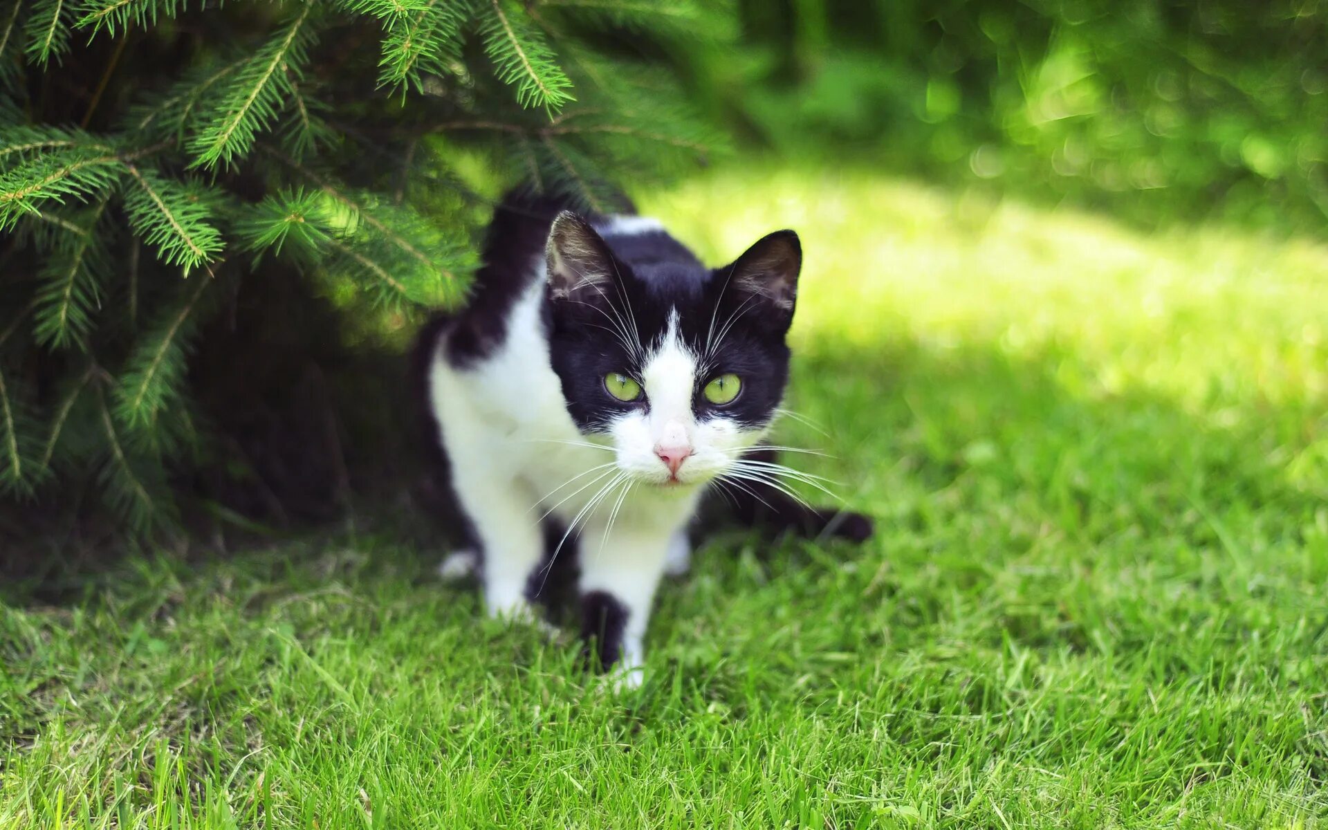 Рыжая кошка с черными пятнами порода. Кот в траве. Черно белый кот. Белая кошка в лесу. Кошка на фоне леса.