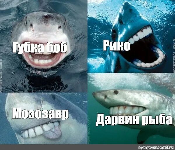 32 норма рф. Акула Мем. Акула с человеческими зубами. Акула с человеческими зубами Мем.