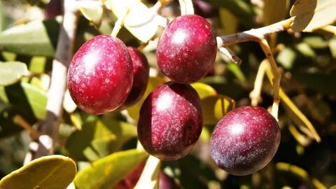 Olive vegetable