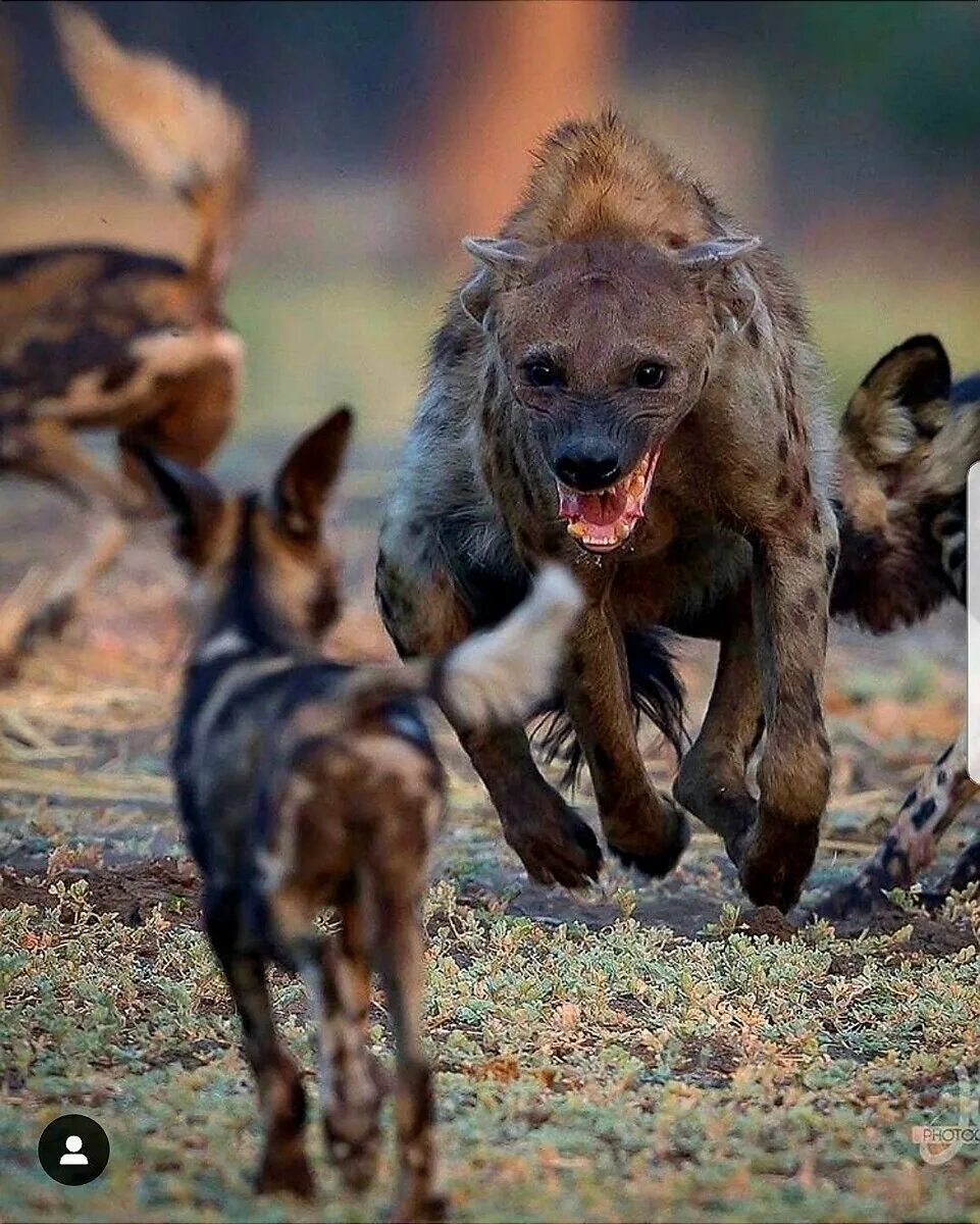 Гиеновидная собака и гиена. Псовая гиена. Животные Африки гиена. Гривастая гиена. Дикая собака что делать