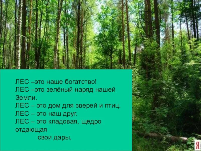 1 лес наше богатство. Лес наше богатство. Лес наш зеленый друг. Лес зеленый наряд земли. Лес богатство земли.