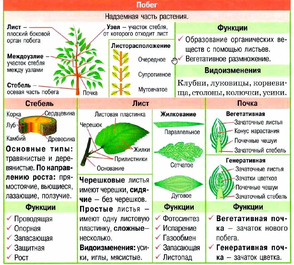 Изменения стебля. Побег стебель лист и почки 6 класс биология. побег (строение и функции стебля, листа и почки). строение и функции корня, стебля и цветка. внешнее строение побега растений.
